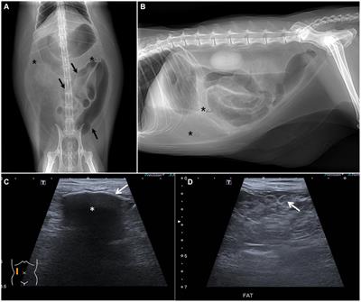 Peritoneal carcinomatosis with desmoplasia and osseous metaplasia mimicking encapsulating peritoneal sclerosis in a cat: case report